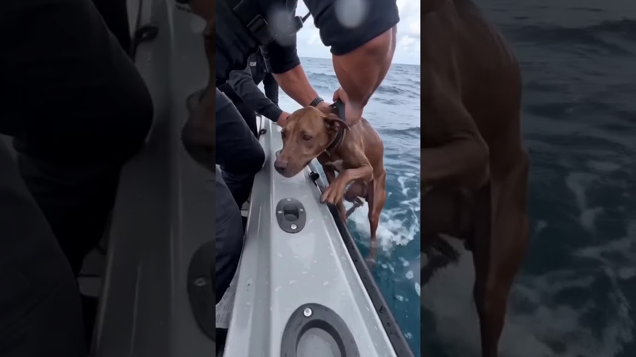 We SAVED him from drowning in the sea! 😱 #shorts