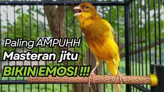 Download lagu KENARI GACOR Cuit CUIT BIRAHI UNTUK PANCINGAN & MASTERAN Kenari PAUD AGAR BUNYI mp3