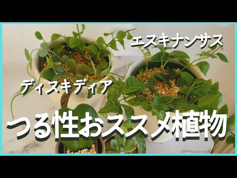 食用の野生のつる性植物、ほうれん草マラバル、セイロン野菜、常緑の葉