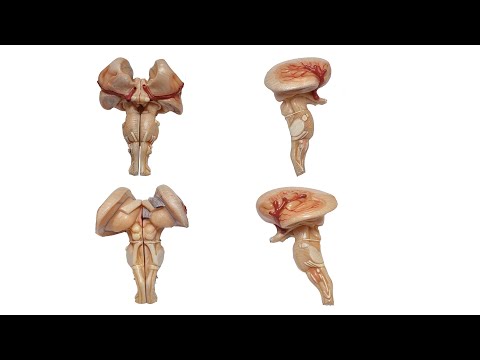 Mesencephalon (Midbrain) [ENG]