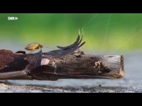 Schutz für Feuersalamander