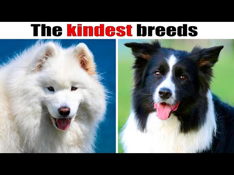 9 Kindest dog breeds in the world