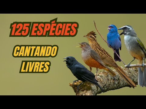 O canto de 125 espécies de aves, livres na natureza.
