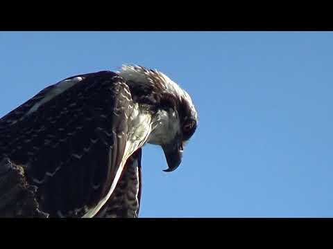 Osprey in Florida, my backyard osprey Juvenile