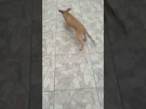 Vídeo de Vitor Roque 