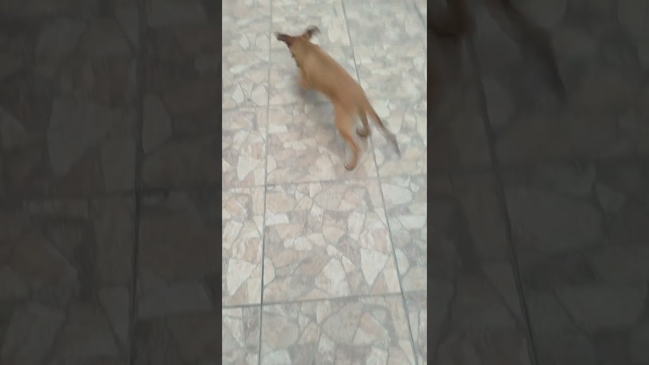 Cachorro raça SRD-ViraLata idade 2 a 6 meses nome Vitor Roque 