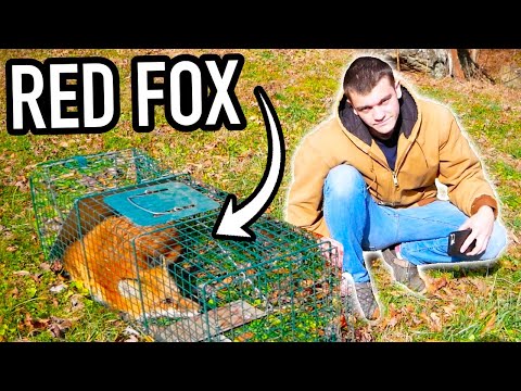 I Trapped a Red Fox!