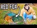 I Trapped A Red Fox