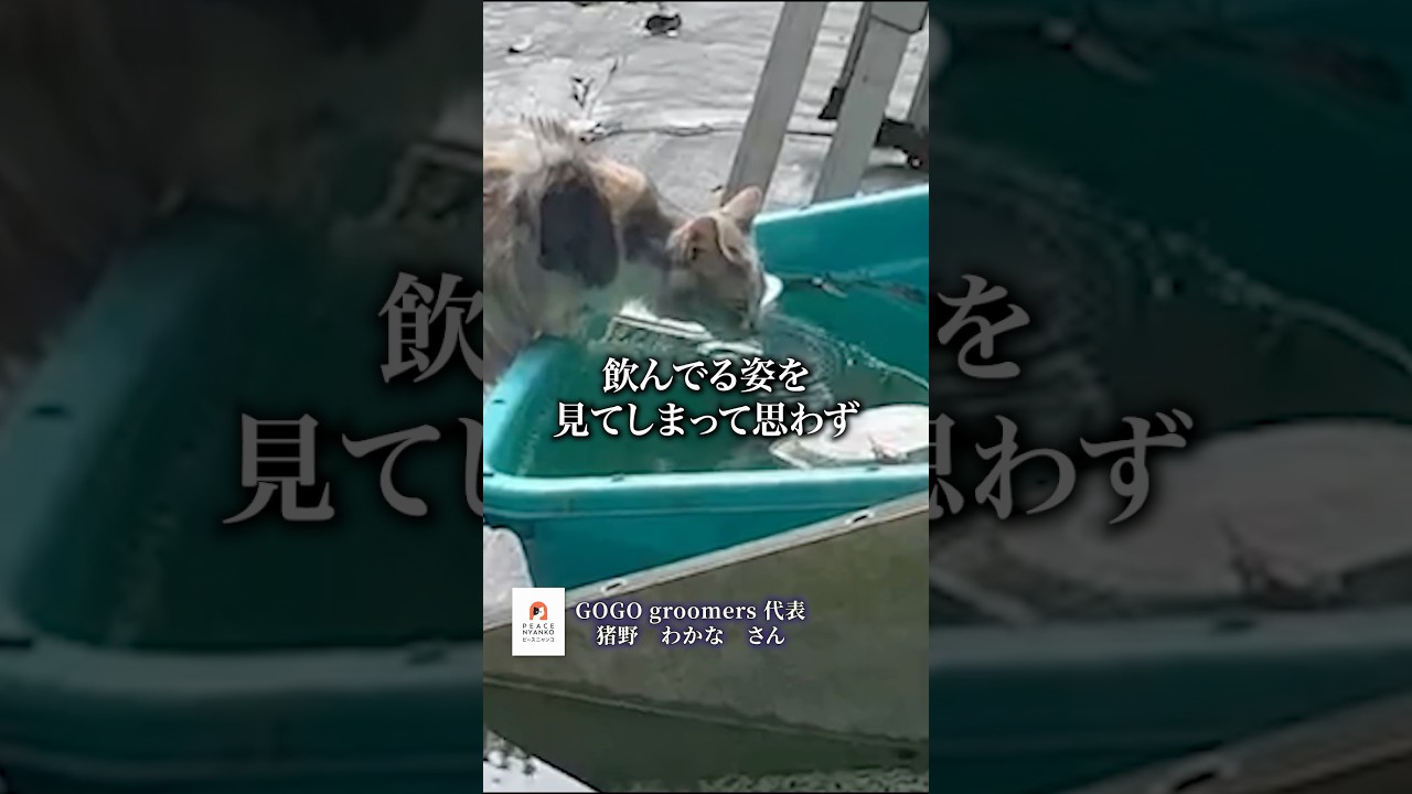 汚ったない水をしょうがなく飲む猫