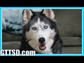 How to CALM DOWN a HUSKY | Fan Friday 193 ...