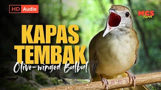 Download lagu Masteran Kapas Tembak Gacor - Tembakan Rapat Kasar & Jernih Populer (Olive-winged Bulbul) - HD Audio mp3