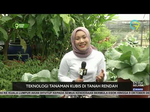 , title : 'Teknologi Tanaman Kubis Di Tanah Rendah'