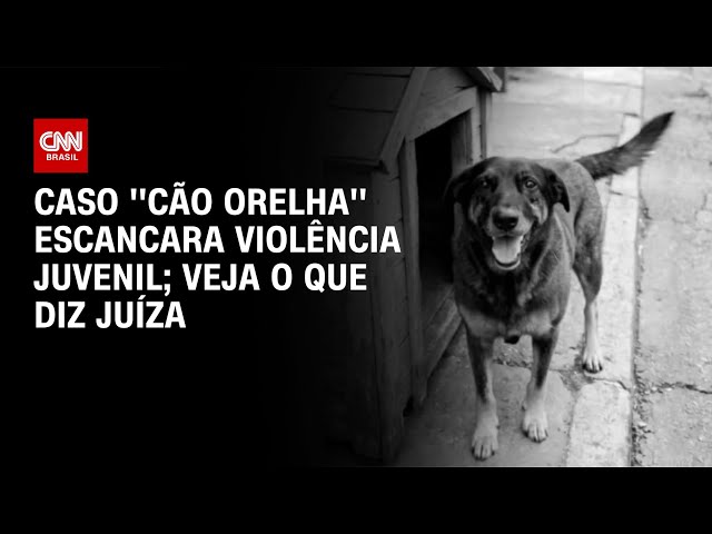 Juíza da Vara de Infância e Juventude repercute caso do Cão Orelha | AGORA CNN