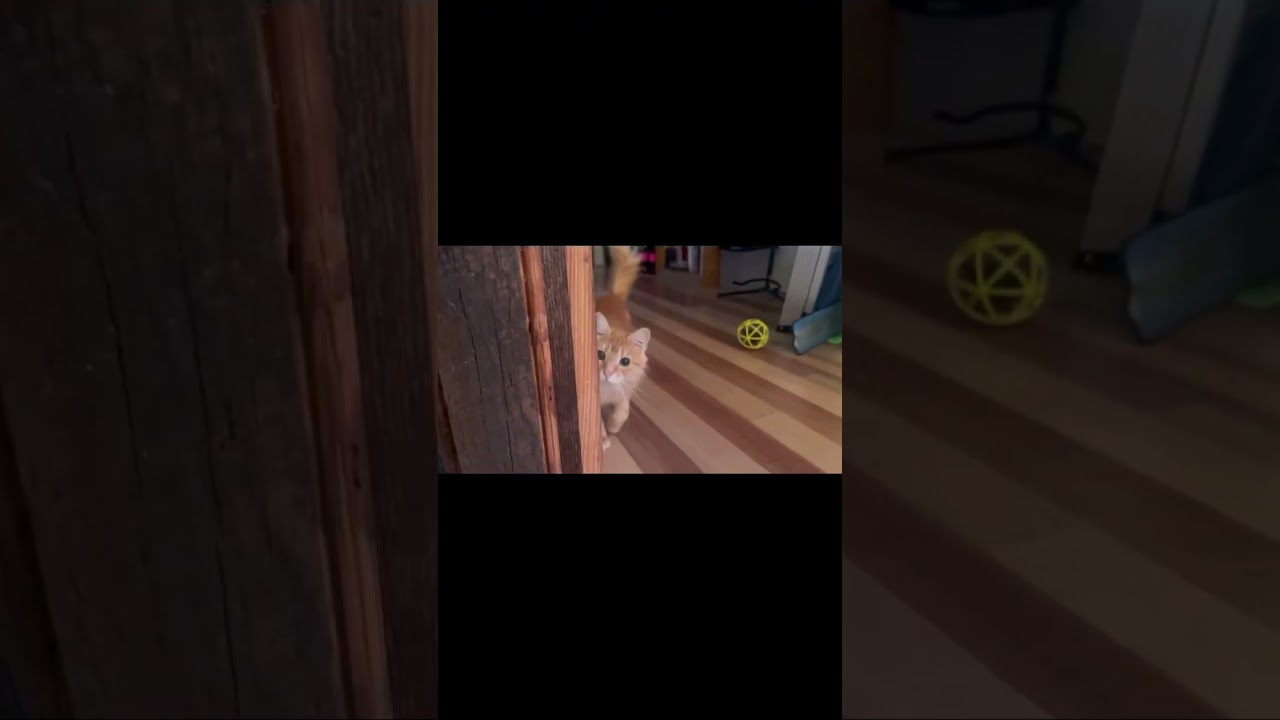 Enlarge Paprika, a Adoptable mixed breed in New Orleans, LA video 6/6