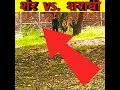 क्या शेर इसको खा जायेगा🤔/  A man fall in Lion Cage #shorts