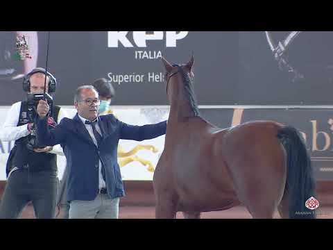 N 35 MARISSE AL TIGLIO   Italian Nationals 2020   San Giovanni In Marignano   Fillies 2 Years Old Cl