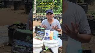 Download lagu Manfaat Asam humat ll senyawa organik #perawatancabai #cabai #petani #berkebun #pertanian mp3