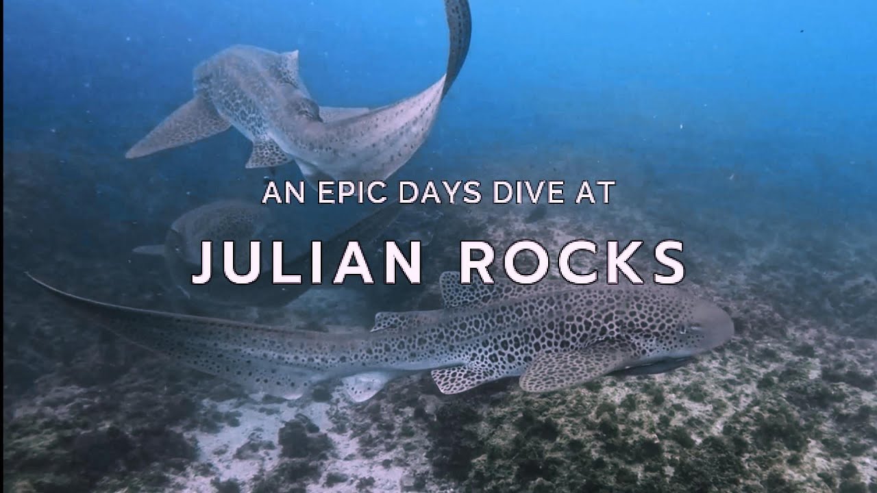 Explore underwater world at Julian Rocks Marine Reserve.