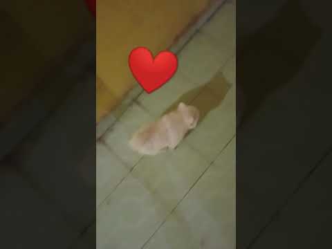 # night walk with sunny ❤️❤️