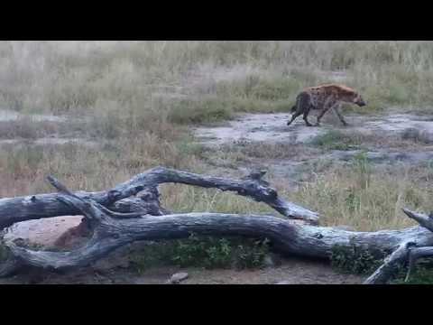 Djuma: Lone Hyena gets a quick drink and some audio - 06:24 - 04/19/19