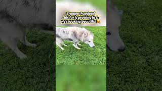 Video preview image #1 Siberian Husky-Unknown Mix Puppy For Sale in Kankakee, IL, USA