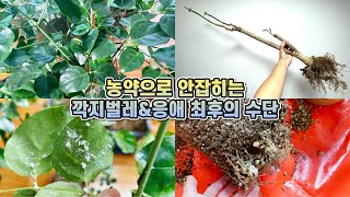깍지벌레랑 응애에 점령당한 녹보수... 포기하려다 최후의 수단을 사용했어요...