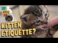 Stop Kitten Biting NOW