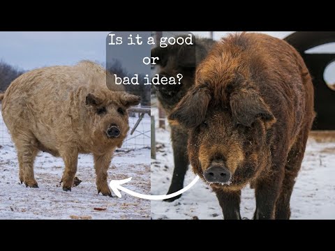 Should You Mix Your Mangalica With Other Pig Breeds