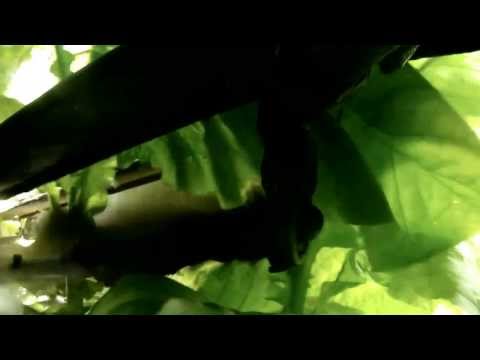 Spapperi S.r.l. - Raccoglitrice Tabacco RA942 / Tobacco Harvester RA942