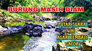 Download lagu Semua Jenis Burung Paling Cepat Buka Paruh, Suara Air & Burung Suara Hutan Asli mp3 Download lagu Semua Jenis Burung Paling Cepat Buka Paruh, Suara Air & Burung Suara Hutan Asli mp3