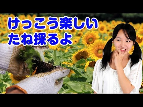 ヒマワリの種の収穫: これが仕組みです 植物