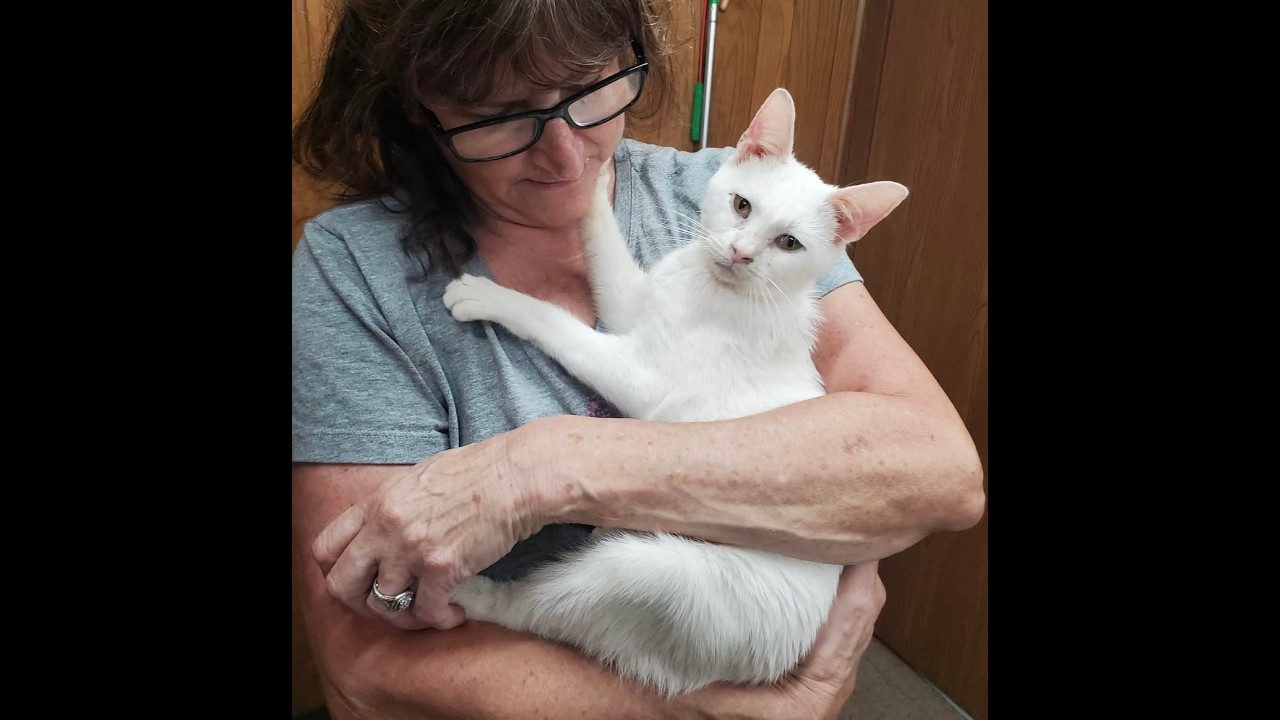 Enlarge Griffin, a Adoptable Domestic Short Hair in Marseilles, IL video 2/2