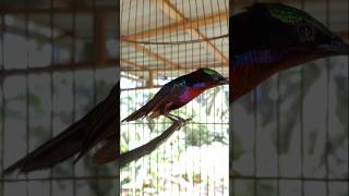 Download lagu suara burung king konin nenmbak #pancingansogokotong #sogongacorngobra #burungkicaudialamliar mp3