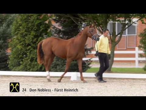 Hanoverian Stallion Licensing 2016 No  24 by Don Nobless Fürst Heinrich