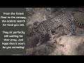 Ocelot   HD 720p