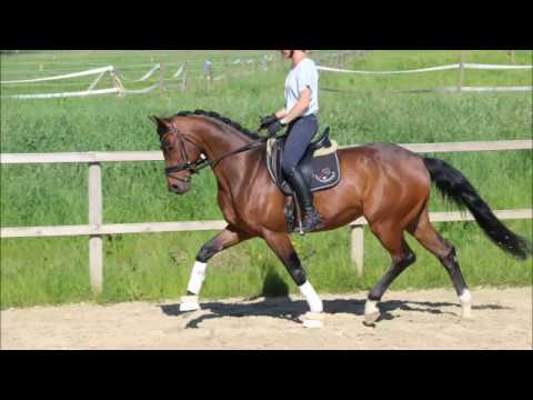 Qrack von Worrenberg - Quaterback x Rohdiamant, CH, geb. 2012