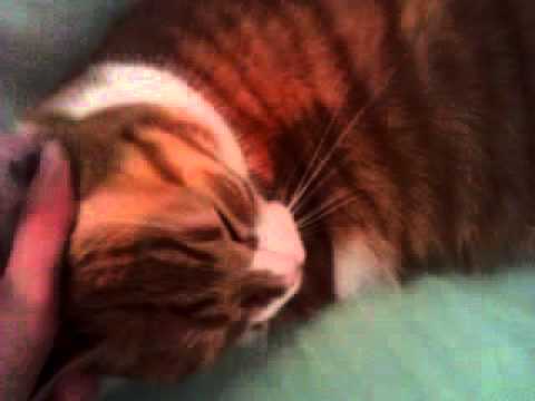 pourquoi un chat ronronne