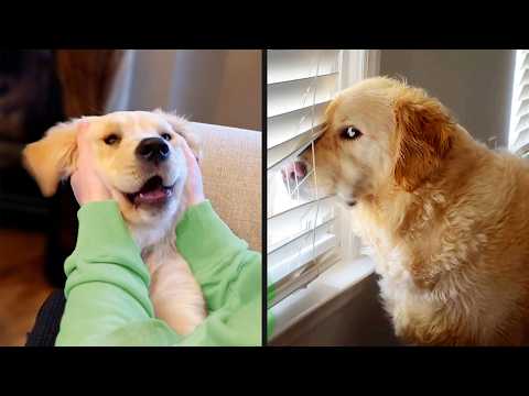 The Best Golden Retriever Videos on the Internet