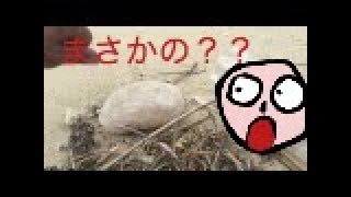 竜涎香？！海で漂流物を見ていたら、まさかの超高級お宝！？