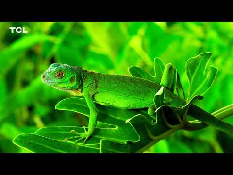 Real 4K HDR: TCL Four Basic Colors in HDR