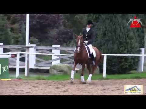 Katalognr. 10 Holsteins Dorian