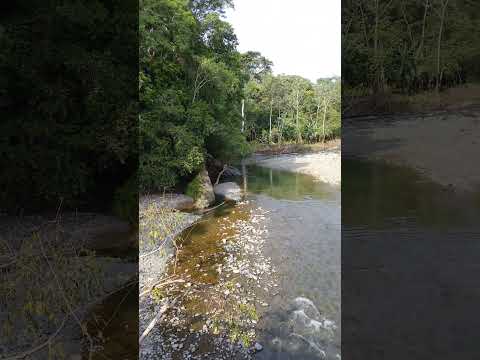 Mi tierra bella unguia chocó #choco #naturaleza #campocolombiano #vidaenelcampo #rio