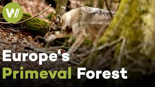Bavarian Forest: Europe's Last Wild Forest | Wild Heart of Europe - The Return of an Ancient Forest