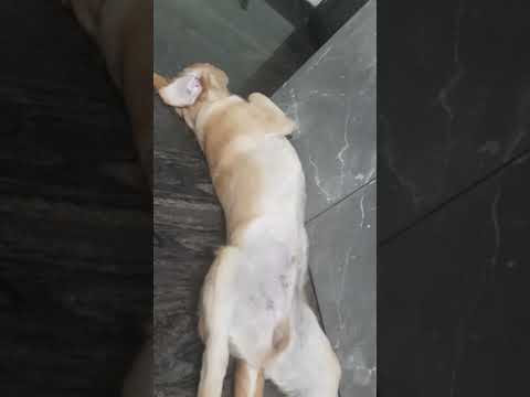 Funny Animals videos ||Cute dog and cat videos 🥰