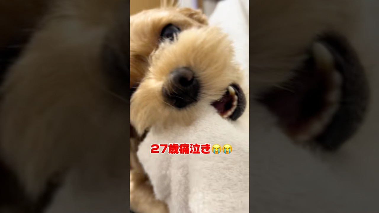 飼い主泣かす犬 #沖縄 #犬 #マルプー #キレる
