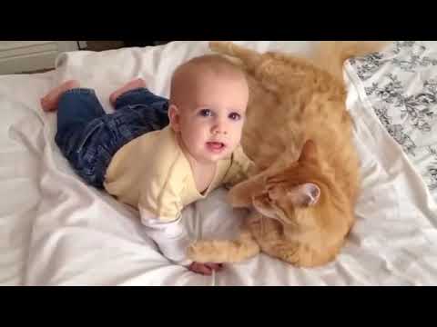 Cats Meeting Babies for the FIRST Time NEW Compilation