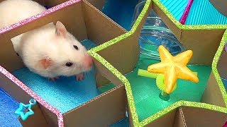 Funny Little Hamster in Star Maze
