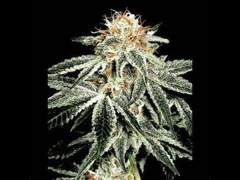 Exploring the Potent Effects and Medicinal Uses of White Widow Cannabis