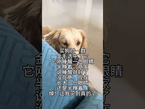 #Golden Retriever#The golden retriever asks you to go out and play#Videos of a Golden Retr