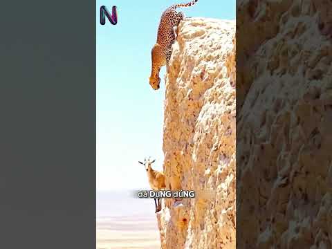 Tại sao con dê này dám leo tường 90 độ #shorts #denui #ibex #thegioidongvat #dongvat